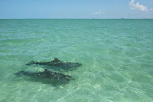 Two Common Bottlenose Dolphin (Tursiops truncatus) in shallow water. Punta Allen Two Common Bottlenose Dolphin (Tursiops truncatus) in shallow water. Punta Allen