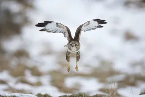 Common buzzard (Buteo buteo) flying, Cairngorms National Park, Scotland, UK, February Common buzzard (Buteo buteo) flying, Cairngorms National Park, Scotland, UK, February