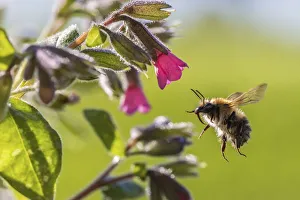 Common carder bumblebee (Bombus pascuorum) visiting Lungwort (Pulmonaria officinalis) Common carder bumblebee (Bombus pascuorum) visiting Lungwort (Pulmonaria officinalis)