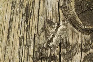 Common carpet moth (Epirrhoe alternata) camouflaged on wood, Sheffield, South Yorkshire Common carpet moth (Epirrhoe alternata) camouflaged on wood, Sheffield, South Yorkshire