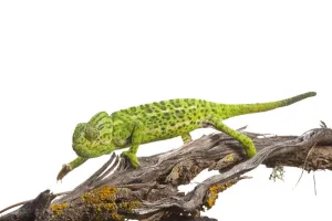 Common chameleon (Chameleo chameleo) walking along Retama bush branch, Huelva, Andalucia Common chameleon (Chameleo chameleo) walking along Retama bush branch, Huelva, Andalucia