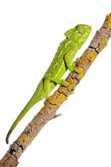 Common chameleon (Chameleo chameleo) on branch, Huelva, Andalucia, Spain, April 2009 Common chameleon (Chameleo chameleo) on branch, Huelva, Andalucia, Spain, April 2009
