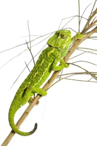 Common chameleon (Chameleo chameleo) in Retama bush, Huelva, Andalucia, Spain, April 2009 Common chameleon (Chameleo chameleo) in Retama bush, Huelva, Andalucia, Spain, April 2009