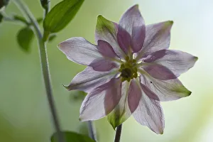 Common columbine (Aquilegia vulgaris) flower, Vosges, France, May Common columbine (Aquilegia vulgaris) flower, Vosges, France, May