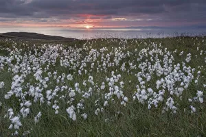 Common cottongrass (Eriophorum angustifolium) flowering, at sunrise, Island Runde Common cottongrass (Eriophorum angustifolium) flowering, at sunrise, Island Runde