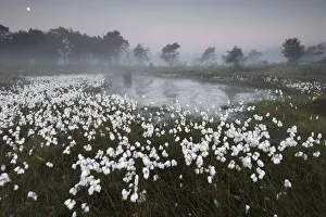 Common cottongrass (Eriophorum angustifolium) at dawn, Groot Schietveld, Wuustwezel Common cottongrass (Eriophorum angustifolium) at dawn, Groot Schietveld, Wuustwezel