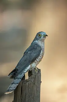 Common Cuckoo Prints: Common cuckoo (Cuculus canorus) perched on post