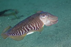 Common cuttlefish (Sepia officinalis) swimming profile, Channel Islands, UK July Common cuttlefish (Sepia officinalis) swimming profile, Channel Islands, UK July