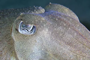 Common cuttlefish (Sepia officinalis) close up of face, Channel Islands, UK July Common cuttlefish (Sepia officinalis) close up of face, Channel Islands, UK July