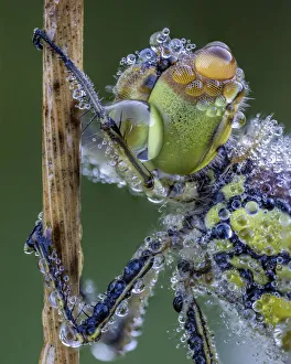 Common darter (Sympetrum striolatum) covered in morning dew Ledston, Leeds, Yorkshire Common darter (Sympetrum striolatum) covered in morning dew Ledston, Leeds, Yorkshire