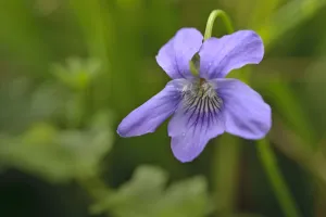 Common dog violet (Viola riviniana) in flower, Gamlingay Wood, Cambridgeshire, England Common dog violet (Viola riviniana) in flower, Gamlingay Wood, Cambridgeshire, England