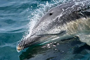 Common dolphin (Delphinus delphis) close up of dolphin surfing at speed, Hebrides, Scotland, UK Common dolphin (Delphinus delphis) close up of dolphin surfing at speed, Hebrides, Scotland, UK