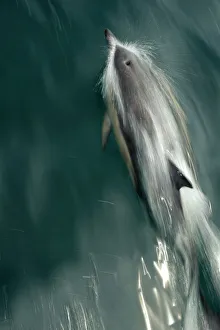 Common dolphin (Delphinus delphis) bow-riding, near South Uist, Outer Hebrides, Scotland Common dolphin (Delphinus delphis) bow-riding, near South Uist, Outer Hebrides, Scotland