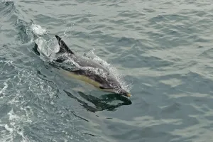 Common dolphin (Delphinus delphis) at surface, near South Uist, Outer Hebrides, Scotland Common dolphin (Delphinus delphis) at surface, near South Uist, Outer Hebrides, Scotland