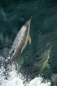 Common dolphins (Delphinus delphis) bow-riding, near South Uist, Outer Hebrides, Scotland Common dolphins (Delphinus delphis) bow-riding, near South Uist, Outer Hebrides, Scotland