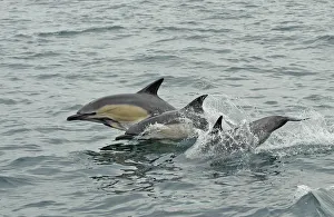 Common dolphins (Delphinus delphis) breaching, near South Uist, Outer Hebrides, Scotland Common dolphins (Delphinus delphis) breaching, near South Uist, Outer Hebrides, Scotland