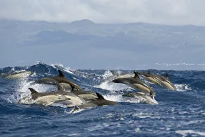 Common dolphins (Delphinus delphis) porpoising, Pico, Azores, Portugal, June 2009 Common dolphins (Delphinus delphis) porpoising, Pico, Azores, Portugal, June 2009