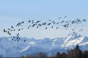 Common / Eurasian crane (Grus grus) flock in flight with snow topped Pyrenees mountains Common / Eurasian crane (Grus grus) flock in flight with snow topped Pyrenees mountains