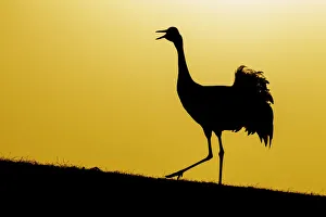 Common / Eurasian crane (Grus grus) calling at sunset, silhouetted. Lake Hornborga Common / Eurasian crane (Grus grus) calling at sunset, silhouetted. Lake Hornborga