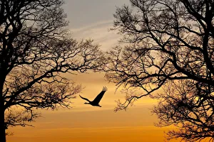 Common / Eurasian crane (Grus grus) in flight, silhouetted at sunset, Lake Hornborga Common / Eurasian crane (Grus grus) in flight, silhouetted at sunset, Lake Hornborga