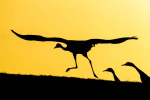 Common / Eurasian cranes (Grus grus) taking flight for roasting site, at sunset Common / Eurasian cranes (Grus grus) taking flight for roasting site, at sunset