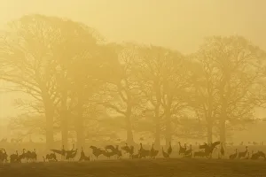 Common / Eurasian cranes (Grus grus) silhouetted on ground in front of trees at sunrise Common / Eurasian cranes (Grus grus) silhouetted on ground in front of trees at sunrise