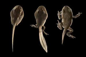 Common European toad tadpoles (Bufo bufo), sequence showing development of limbs Common European toad tadpoles (Bufo bufo), sequence showing development of limbs