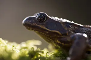 Common frog {Rana temporaria}, backlit portrait, Cornwall, UK. January 2012 Common frog {Rana temporaria}, backlit portrait, Cornwall, UK. January 2012