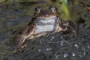 Common frog (Rana temporaria) among mass of frogspawn, Brasschaat, Belgium. March Common frog (Rana temporaria) among mass of frogspawn, Brasschaat, Belgium. March