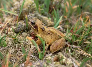Common frog (Rana temporaria) amongst vegetation, Montiaghs Moss NNR, County Antrim Common frog (Rana temporaria) amongst vegetation, Montiaghs Moss NNR, County Antrim