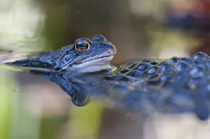 Common frog (Rana temporaria) in water with spawn, Brasschaat, Belgium, March Common frog (Rana temporaria) in water with spawn, Brasschaat, Belgium, March