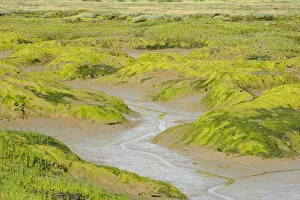 Common glasswort (Salicornia europaea) growing on regenerated saltmarsh habitat Common glasswort (Salicornia europaea) growing on regenerated saltmarsh habitat