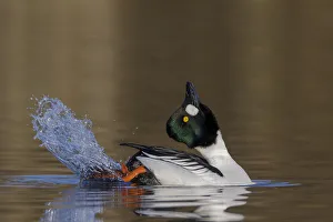 Common goldeneye (Bucephala clangula) male performing its mating display. Southern Norway Common goldeneye (Bucephala clangula) male performing its mating display. Southern Norway