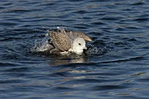 Common Gull Prints: Common gull (Larus canus) bathing, Norwich, Norfolk, England, UK. January