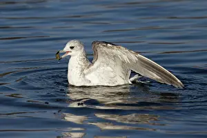 Western Europe Birds Prints: Common gull (Larus canus) bathing, Norwich, Norfolk, England, UK. January