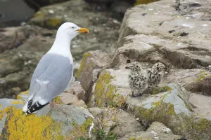 Common gull (Larus canus) with chicks on rocks, Great Saltee Island, County Wexford Common gull (Larus canus) with chicks on rocks, Great Saltee Island, County Wexford