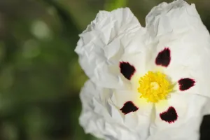 Common gum cistus (Cistus ladanifer) flower, Monfrague National Park, Extremadura Common gum cistus (Cistus ladanifer) flower, Monfrague National Park, Extremadura