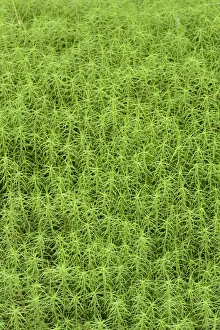 Common haircap moss (Polytrichum commune) largest British moss, Snowdonia, north Wales Common haircap moss (Polytrichum commune) largest British moss, Snowdonia, north Wales