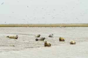 Common / Harbour seals (Phoca vitulina) hauled out on mudflats at saltmarsh, Wallasea Common / Harbour seals (Phoca vitulina) hauled out on mudflats at saltmarsh, Wallasea