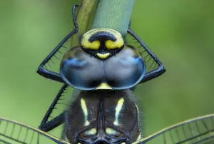 Common hawker (Aeshna Juncea) head detail, Brackagh Moss National Nature Reserve, County Armagh, Northern Ireland. July Common hawker (Aeshna Juncea) head detail, Brackagh Moss National Nature Reserve, County Armagh, Northern Ireland. July