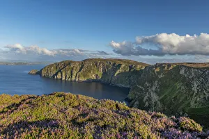 Common heather (Calluna vulgaris) flowering on cliff top at Croaghnmaddy in evening light Common heather (Calluna vulgaris) flowering on cliff top at Croaghnmaddy in evening light