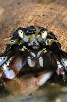 Common hermit crab (Pagurus bernhardus), Loch Leven, Ballachulish, Scotland, UK, April Common hermit crab (Pagurus bernhardus), Loch Leven, Ballachulish, Scotland, UK, April