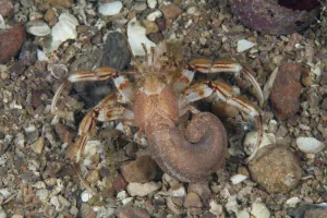 Common Hermit Crab (Pagurus bernhardus) Bouley Bay, Jersey, British Channel Islands Common Hermit Crab (Pagurus bernhardus) Bouley Bay, Jersey, British Channel Islands