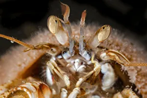Common hermit crab (Pagurus bernhardus) with Snail fur (Hydractinia echinata) growing on its shell, close up, Ronas Voe Common hermit crab (Pagurus bernhardus) with Snail fur (Hydractinia echinata) growing on its shell, close up, Ronas Voe