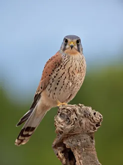 Common kestrel (Falco tinnunculus) perched on a branch, Valencia, Spain, February Common kestrel (Falco tinnunculus) perched on a branch, Valencia, Spain, February
