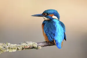 British birds/common kingfisher alcedo atthis adult male rest British birds/common kingfisher alcedo atthis adult male rest