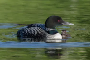 Common loon (Gavia immer) with a chick alongside. British Columbia, Canada. June Common loon (Gavia immer) with a chick alongside. British Columbia, Canada. June