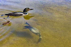 Common Loons (Gavia immer) one diving underwater , Michigan, USA. June Common Loons (Gavia immer) one diving underwater , Michigan, USA. June