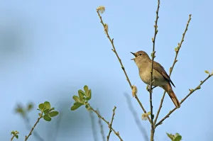 Common nightingale (Luscinia megarhynchos) adult perched, singing, Cambridgeshire, UK Common nightingale (Luscinia megarhynchos) adult perched, singing, Cambridgeshire, UK