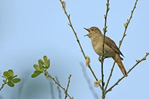 Common nightingale (Luscinia megarhynchos) adult perched, singing, Cambridgeshire, UK Common nightingale (Luscinia megarhynchos) adult perched, singing, Cambridgeshire, UK